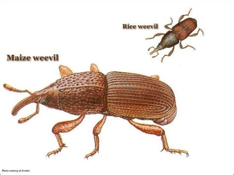 Maize weevil - Alchetron, The Free Social Encyclopedia