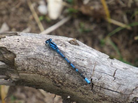 dragonfly - Snowy Range, Wyoming, 2019 - Photos - About - Information technology, science and ...