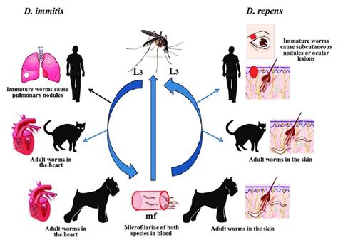 Biological life cycle for Dirofilaria immitis and Dirofilaria repens [35] | Download Scientific ...