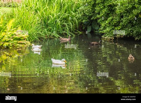 Ducks Swimming in a Pond Stock Photo - Alamy