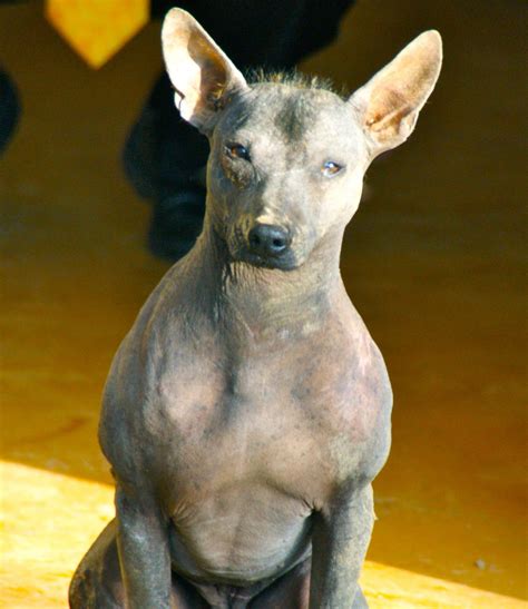 Cute Peruvian Hairless Dog photo | Hairless dog, Peruvian hairless dog ...