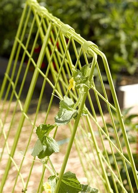 Cucumber Trellis Keep Cucumber and Zucchini Vines Off the Ground