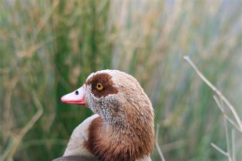 Head Of Egyptian Goose Free Stock Photo - Public Domain Pictures