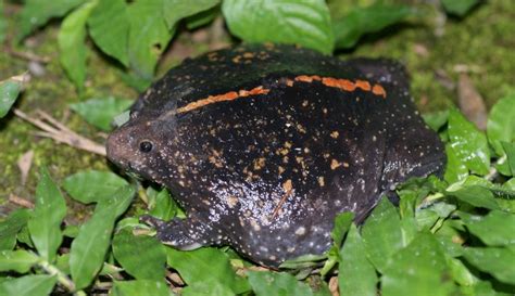 Tadpoles have an eye on the future as their vision develops | Natural ...