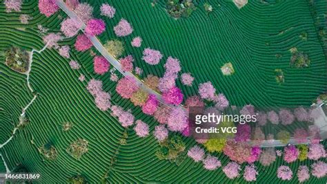 Aerial view of cherry trees in bloom at a tea garden on February 15,... News Photo - Getty Images