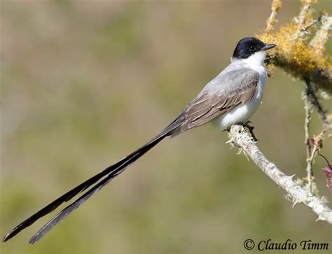 Fork-tailed Flycatcher - Species Information and Photos