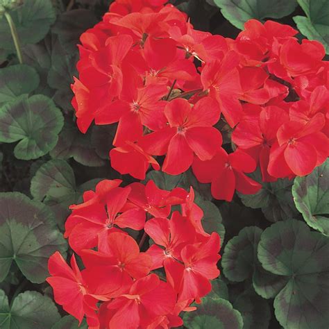 Unbranded 4 in. Red Geranium Plant-61070 - The Home Depot