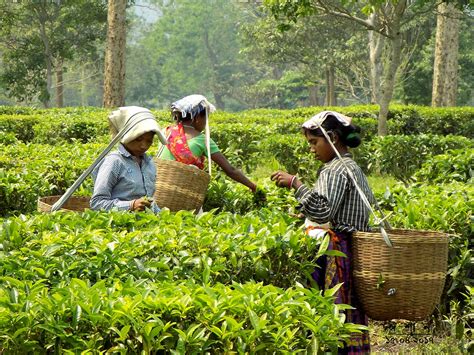 Agarwood, Assam's perfume tree comes to the tea industry's rescue