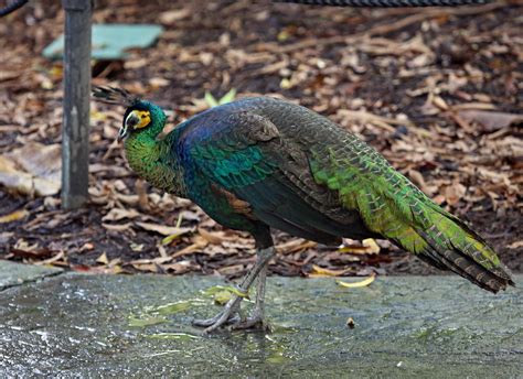 GREEN PEAFOWL INFORMATION - Jual Ayam Hias