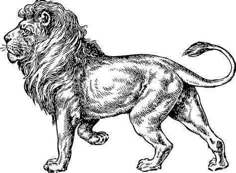 Free vector graphic: Lion, Wild, Animal, Mane, King - Free Image on Pixabay - 30774