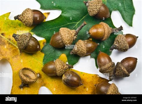 Tree seeds hi-res stock photography and images - Alamy