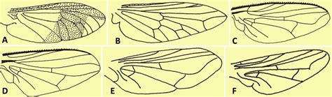 Dipteran Parasites - Encyclopedia of Arkansas