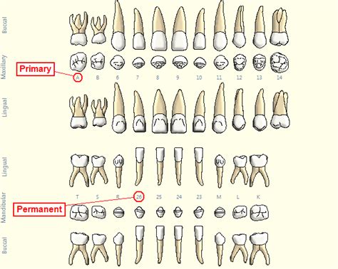 Patient with Mixed Dentition