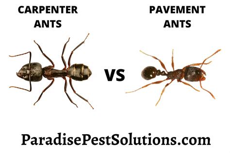 Carpenter Ants vs Pavement Ants