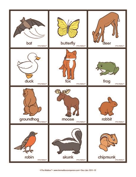 Science Cards: animals - The Mailbox | Diurnal animals, Nocturnal animals kindergarten, Animal ...