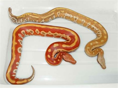 Blood Python Care Sheet | Wiki | Reptiles Amino