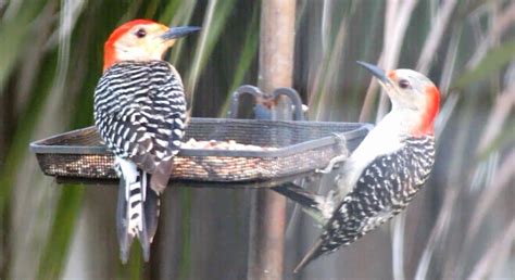 Backyard Birding....and Nature: Male and Female Red-Bellied Woodpeckers