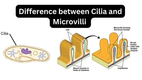 Difference between Cilia and Microvilli - Biology Notes Online