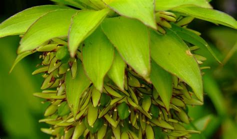 Eucomis bicolor