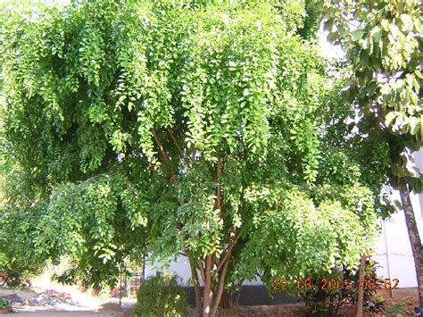 On A Stone Chip Hill: Natural Pesticide from Pongamia Pinnata (Honge or Karanj) Seed