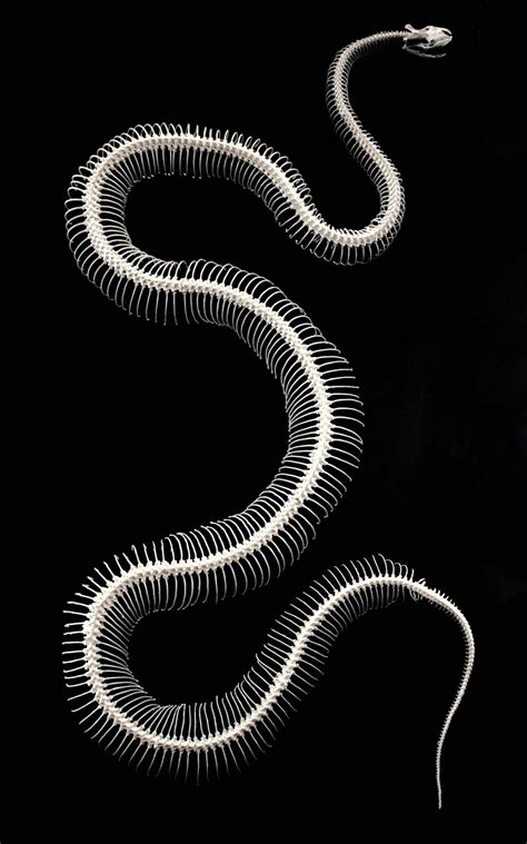 Snake skeletal structure | scienceforyou