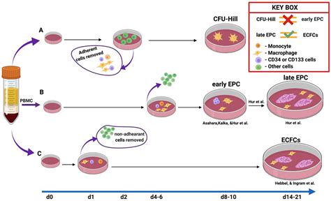 Characterization of Endothelial Progenitor Cell: Past, Present, and Future