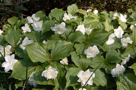 Trillium grandiflorum, double flower flore pleno (spring plant grown ...