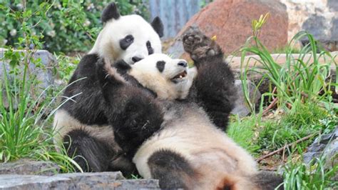 Adelaide Zoo set to use fertility treatment to help giant pandas breed | news.com.au — Australia ...