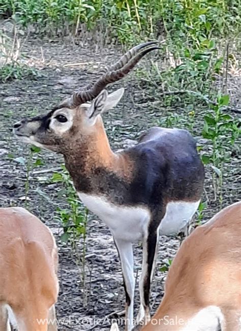 Blackbuck Antelope buck for Sale