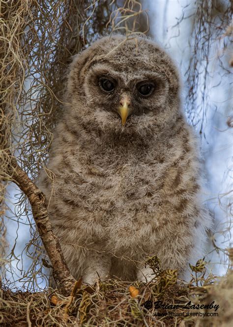 Baby Barred Owl (Strix varia) - Florida | Baby Barred Owl (S… | Flickr