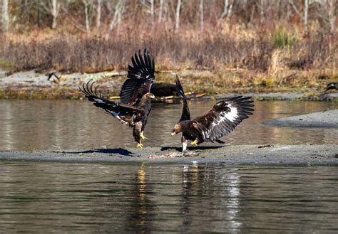 Golden Eagle | Audubon Field Guide