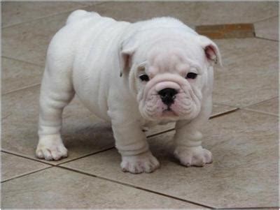 Wrinkles! | Bulldog puppies, English bulldog puppies, Cute puppies