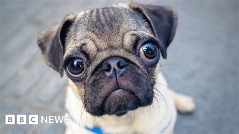 Pug health so poor it 'can't be considered a typical dog' - study