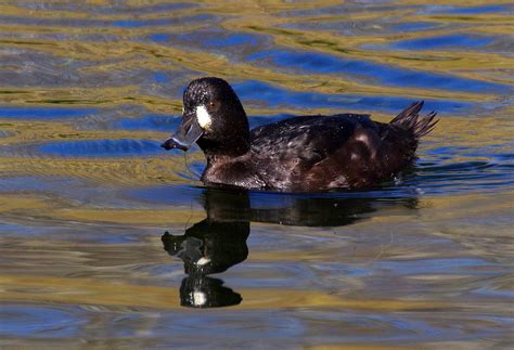 Female scaup in breeding plumage Aythya novaeseelandiae | Flickr