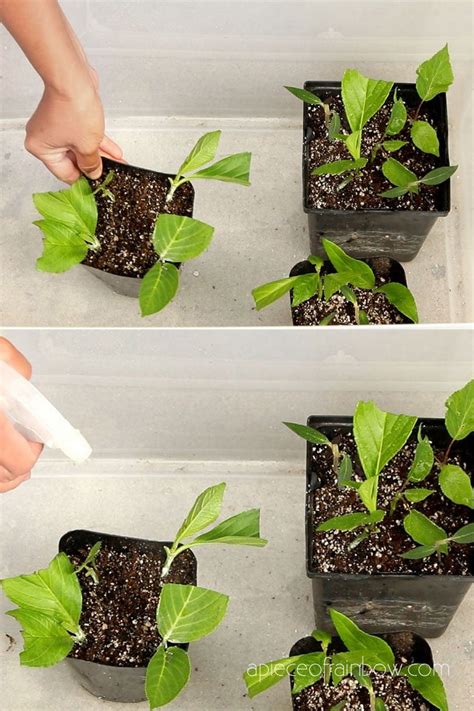 Propagate Hydrangea Cuttings {99% Success Rate} - A Piece Of Rainbow