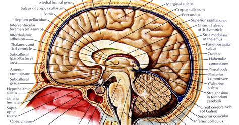 Poster : Sagittal Section Of Brain in Situ