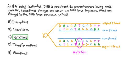 Base Sequence Of Dna