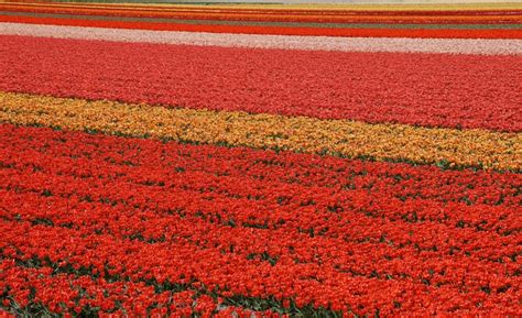 Lisse, Fields, Tulips, Many, Netherlands, HD Wallpaper | Rare Gallery