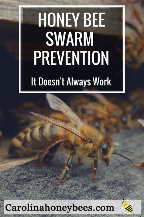 Swarm Prevention in Honey Bees - Carolina Honeybees | Honey bee swarm ...