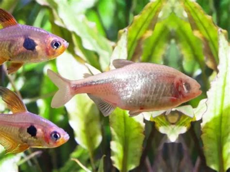 Mexican Tetra Care Guide & Species Profile | Fishkeeping World