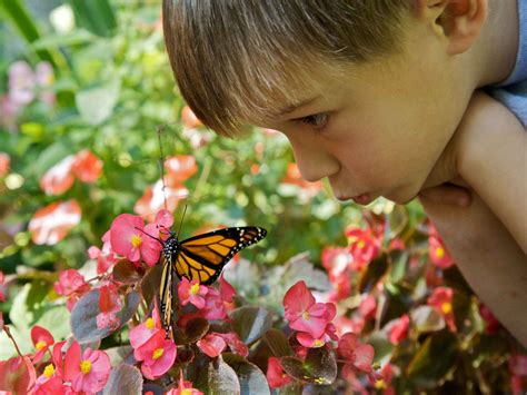 Free picture: cute, boy, face, butterfly