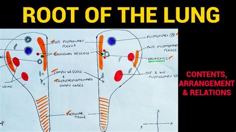 Root of the Lung | Lungs Anatomy | EOMS - YouTube