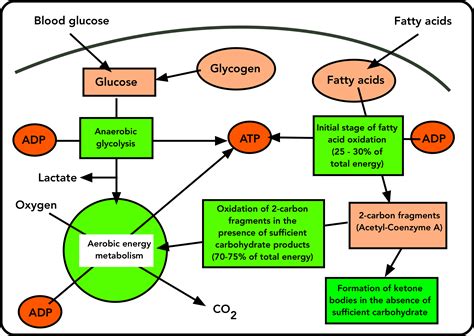 Running out of sugar and hitting the wall | Common Science Space