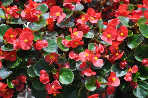 Begonias are a Great Plant for Your Greenhouse - Garden & Greenhouse