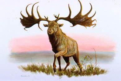 Irish Elk | Extinct Animals