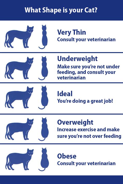 22 Cat Weight Chart Pounds Collection – See more ideas about pets, cute animals, animals.