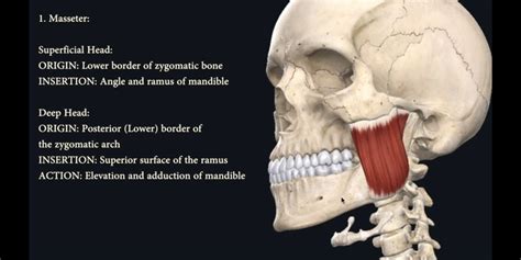 Masseter Muscle - MEDizzy