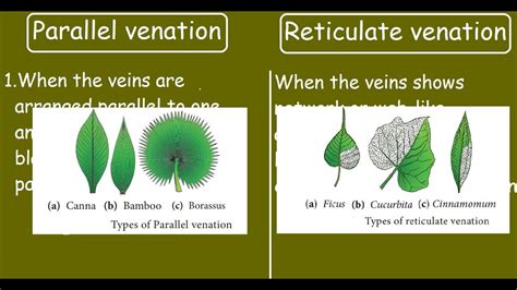 Parallel Venation