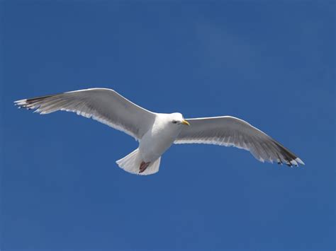 Free photo: Seagull - Animal, Ocean, Ornithology - Free Download - Jooinn