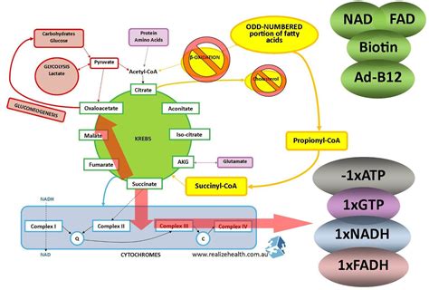 Mitochondria - NADH and ATP production via different pathways - Elizma ...